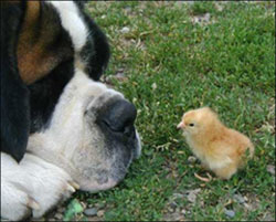 Pet Energy Testing